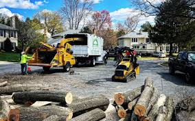 Professional Tree Care Services in Grand Prairie, TX