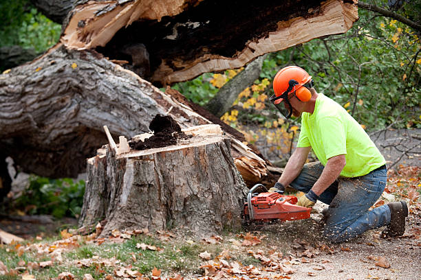 Best Tree Mulching  in Grand Prairie, TX